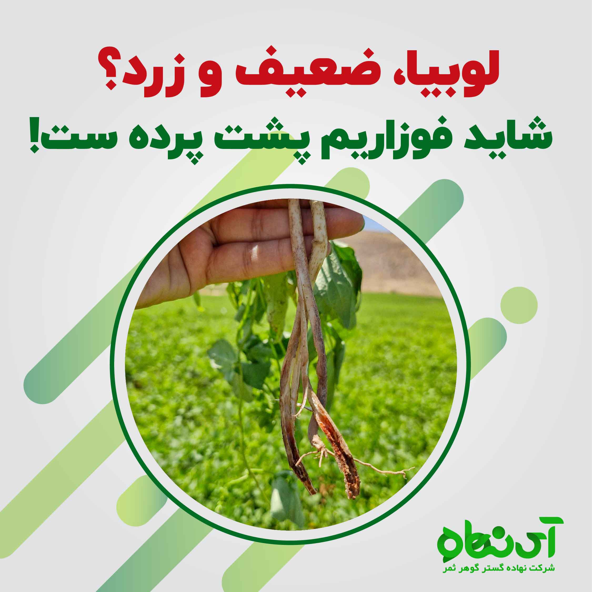 لوبیا، ضعیف و زرد؟ شاید فوزاریوم پشت پرده ست!